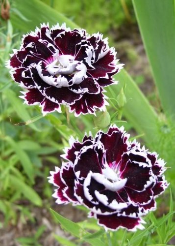 Amazon.com : 30 Chianti Dianthus Chinensis China Pink Flower Seeds